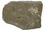 Detailed Fossil Flower - Green River Formation, Utah #356668-1